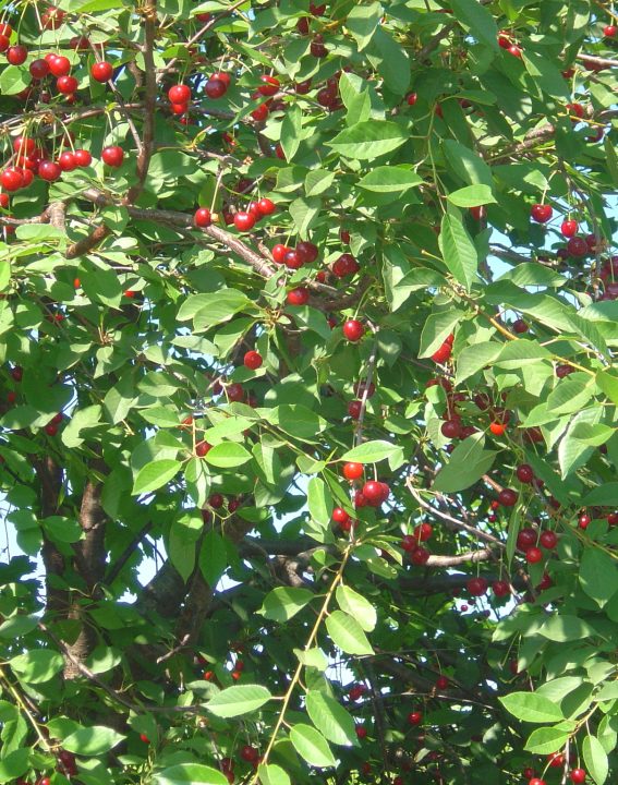 Kiraz bahçesi kopyası