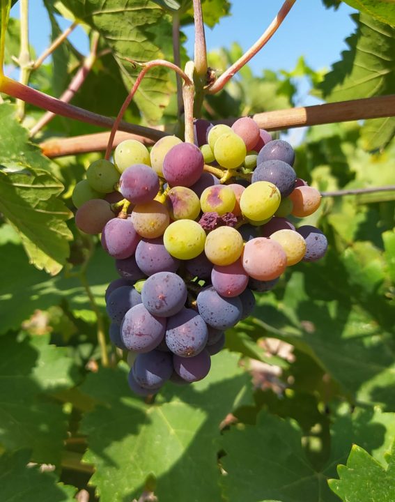 WhatsApp Image 2021-09-07 at 11.27.24