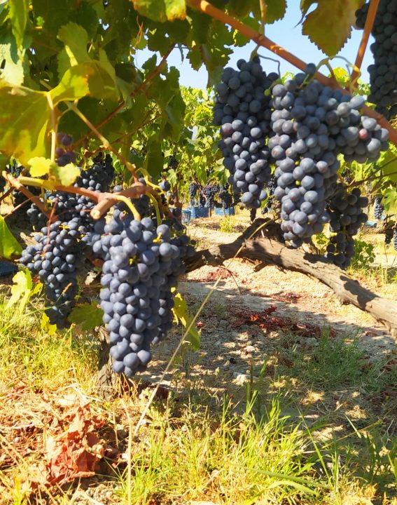 WhatsApp Image 2021-09-07 at 11.27.25