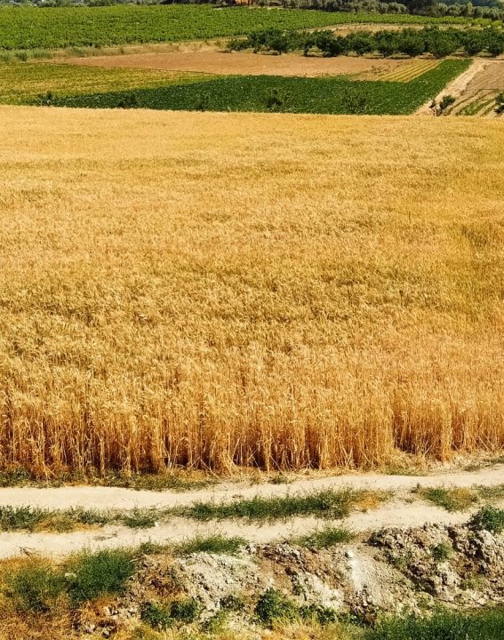 WhatsApp Image 2021-09-07 at 11.30.18