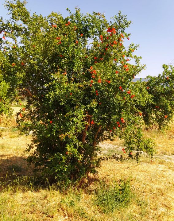 WhatsApp Image 2021-09-07 at 11.30.20 (1)